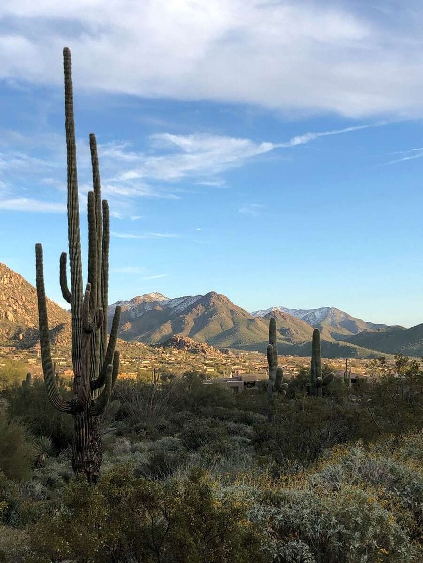 Tall cactus and low brush stand in front of rocky hills and larger ranges in the distance.