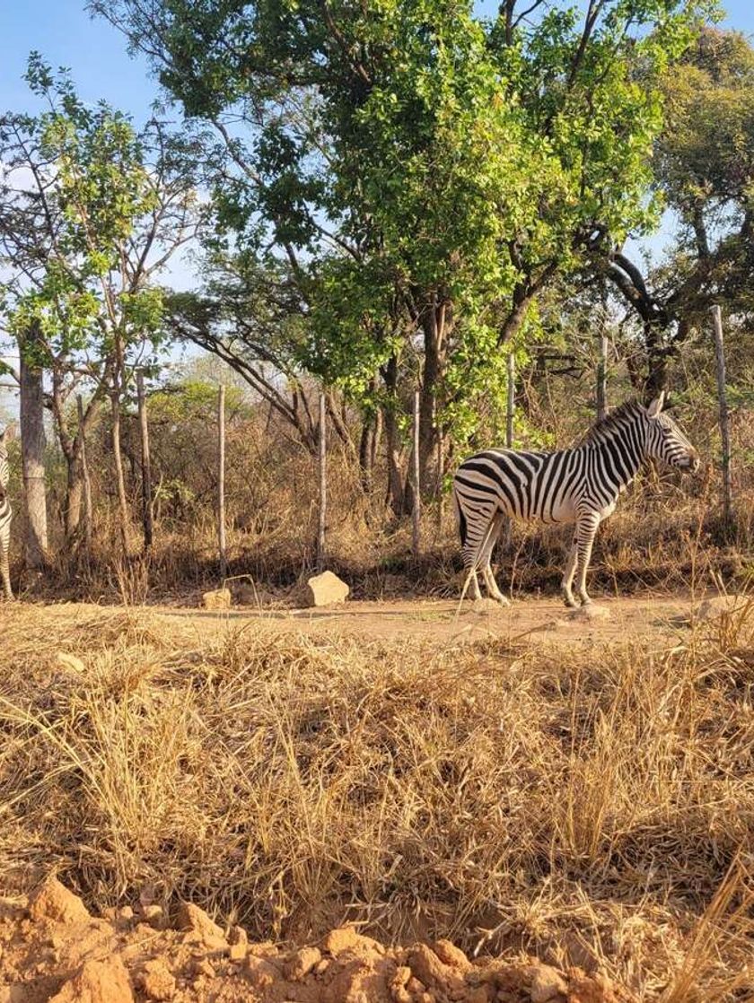A zebra at the wildlife reserve.